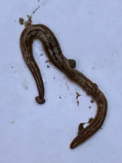 Three-lined Land Planarian thumbnail 3