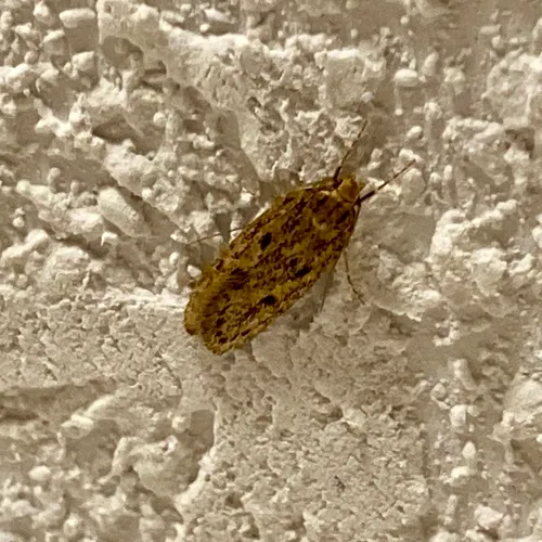 Brown House Moth