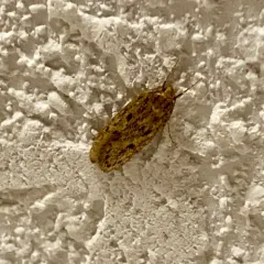 Brown House Moth thumbnail 1