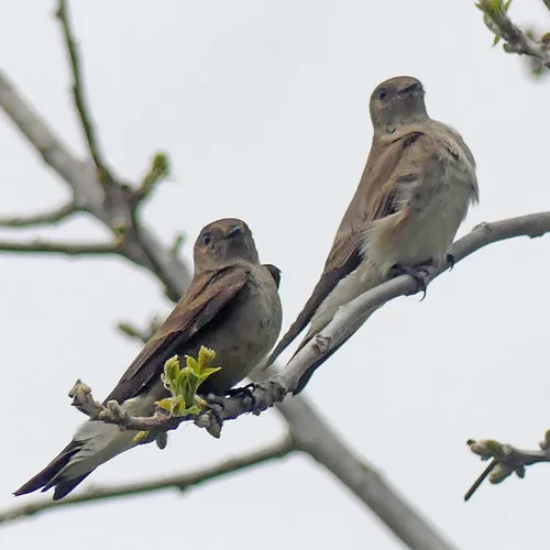 Northern Rough-winged Swallow