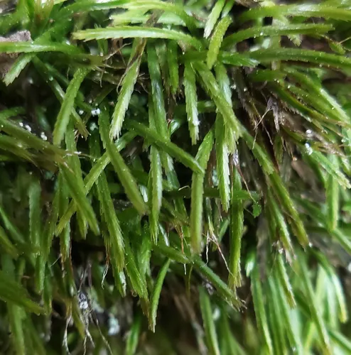 Norway bryoxiphium moss