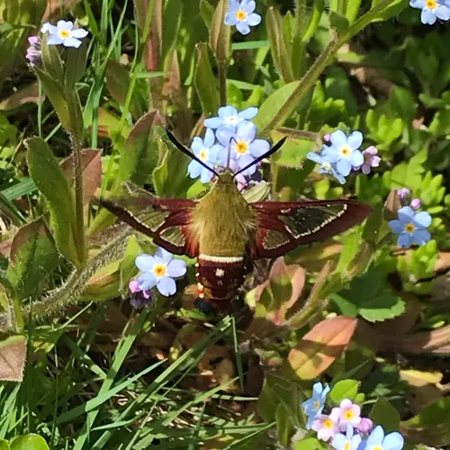 Slender Clearwing