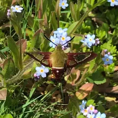Slender Clearwing thumbnail 1