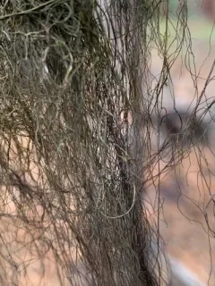 Tree-hair Lichen thumbnail 2