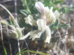 Low Milkvetch thumbnail 4