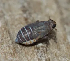 Kosswigianella lutulenta thumbnail 2