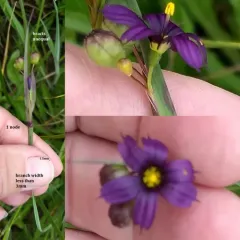 Idaho Blue-eyed Grass thumbnail 2