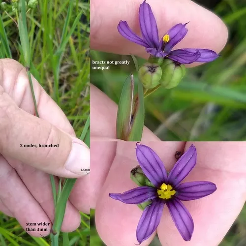 western blue-eyed grass