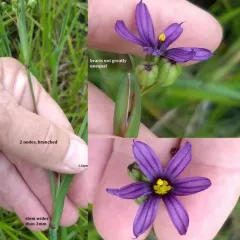 western blue-eyed grass thumbnail 1