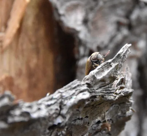 Vrilletta laurentina