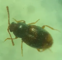 Saddle Cloth Fungus Beetle thumbnail 3