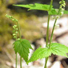 twoleaf miterwort thumbnail 5
