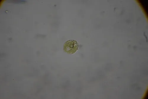 Phacus acuminatus