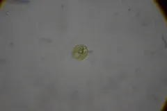 Phacus acuminatus thumbnail 1