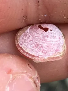 Salmon Tellin thumbnail 3