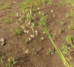 Little quaking-grass thumbnail 4