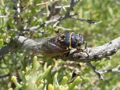 Okanagana luteobasalis thumbnail 3