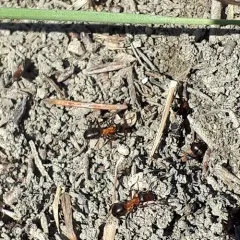 Ulke's Mound Ant thumbnail 2