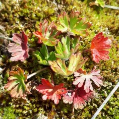 Northern Cranesbill thumbnail 2