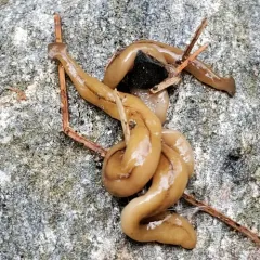Wandering Broadhead Planarian thumbnail 3
