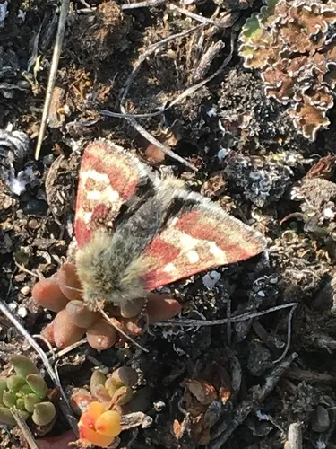 Persimilis Flower Moth