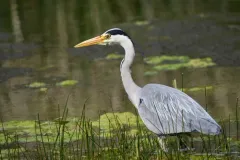 Grey Heron thumbnail 1
