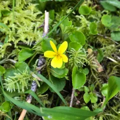 Redwood Violet thumbnail 4