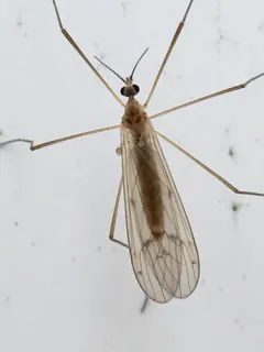 Ula elegans thumbnail 3