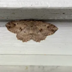 Signate Melanolophia Moth thumbnail 2