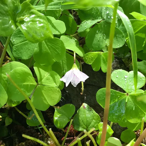Oregon woodsorrel