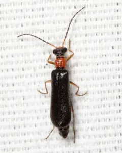 Dichelotarsus simplex thumbnail 2