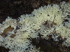 Abrading Ring Lichen thumbnail 3