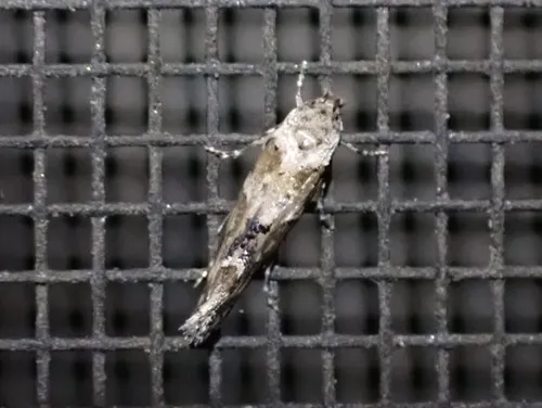 Mompha stellella