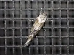 Mompha stellella thumbnail 1