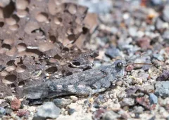 Alkali Grasshopper thumbnail 2