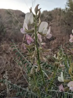 spine-noded milkvetch thumbnail 2