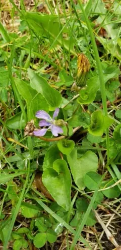 Great Plains riverside violet thumbnail 3