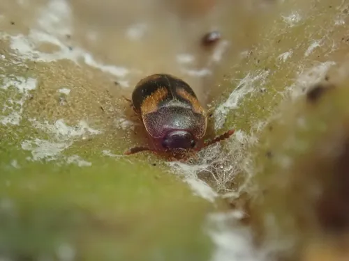 Mycetophagus californicus