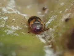 Mycetophagus californicus thumbnail 1