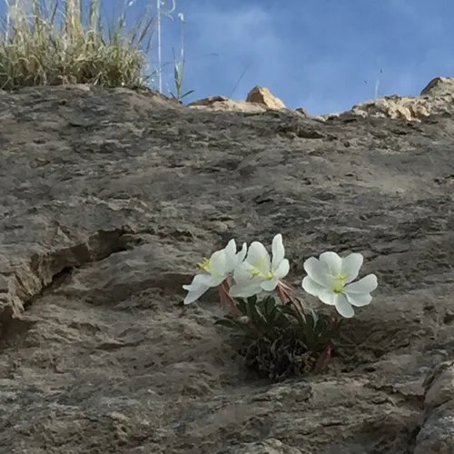 fragrant evening primrose