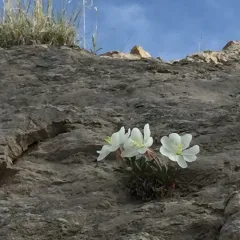 fragrant evening primrose thumbnail 1