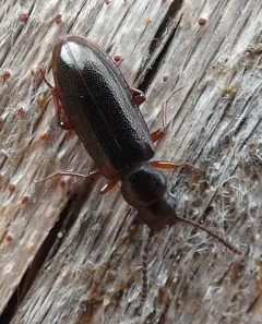 Necklace-horned Dead Log Beetle thumbnail 3