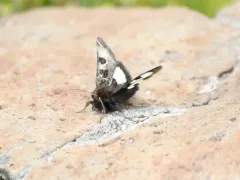 Heliothis belladonna thumbnail 2