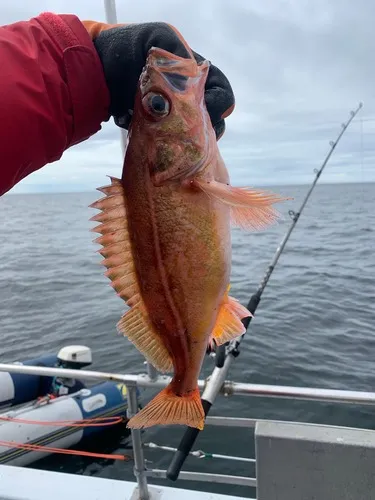 Redstripe Rockfish