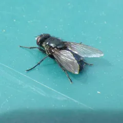 Blackbottle thumbnail 2