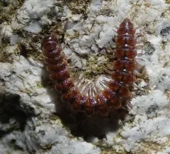 Scytonotus insulanus thumbnail 3