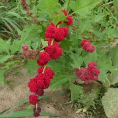 Beetberry thumbnail 2