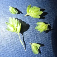 harding grass thumbnail 4