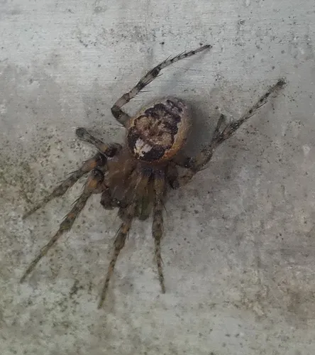 Pacific Sector Orbweaver