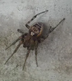 Pacific Sector Orbweaver thumbnail 1